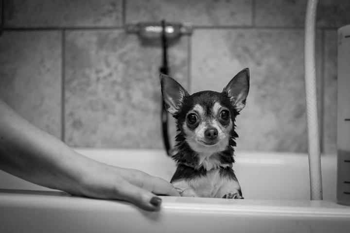 Pet Friendly The Grooming Spa