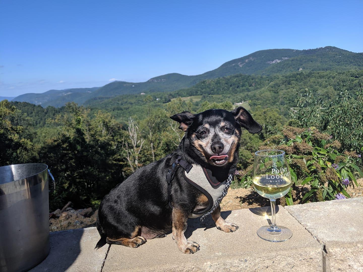 Pet Friendly Point Lookout Vineyards