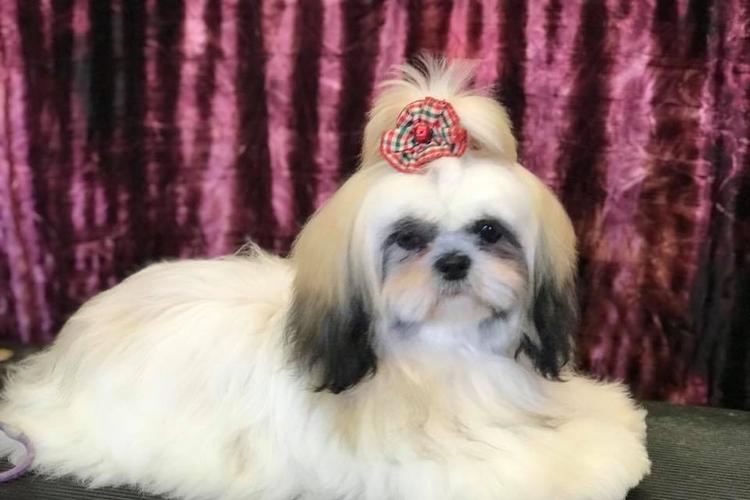 Directory of Dog Grooming in Anchorage, AK - BringFido Directory of Dog Grooming in Anchorage, AK - BringFido