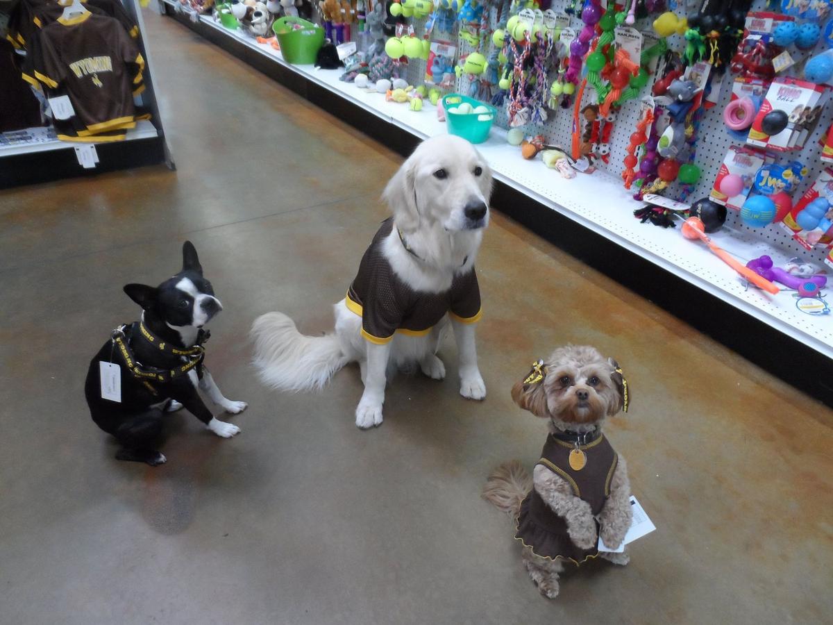 Directory of Pet Businesses in Rock Springs WY BringFido