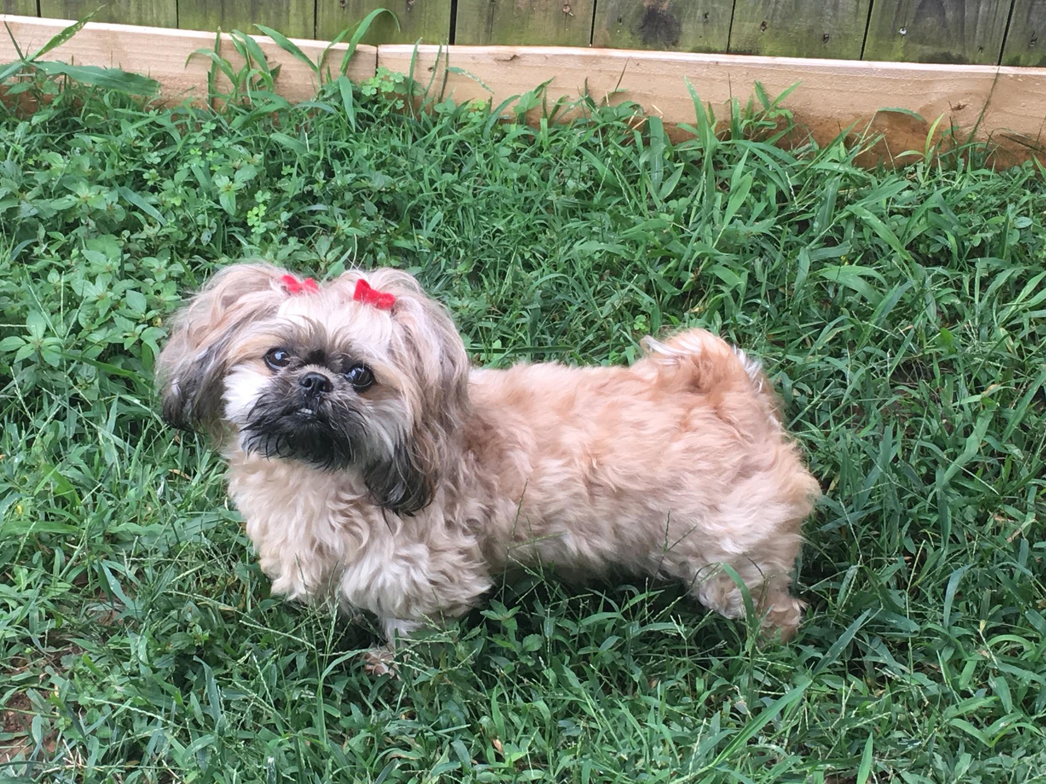 Pet Friendly Jolly Paws Pet Care