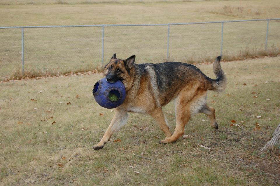 Lucky Dog Boarding & Training Center