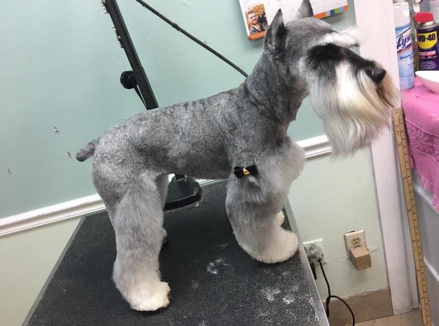 Directory Of Doggie Daycare Boarding In Boynton Beach Fl Bringfido