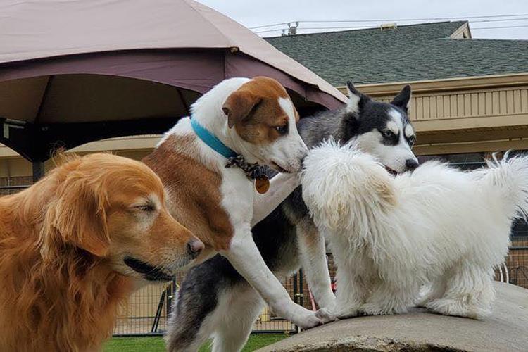 Directory of Doggie Daycare & Boarding in Lewisville, TX - BringFido Directory of Doggie Daycare & Boarding in Lewisville, TX - BringFido