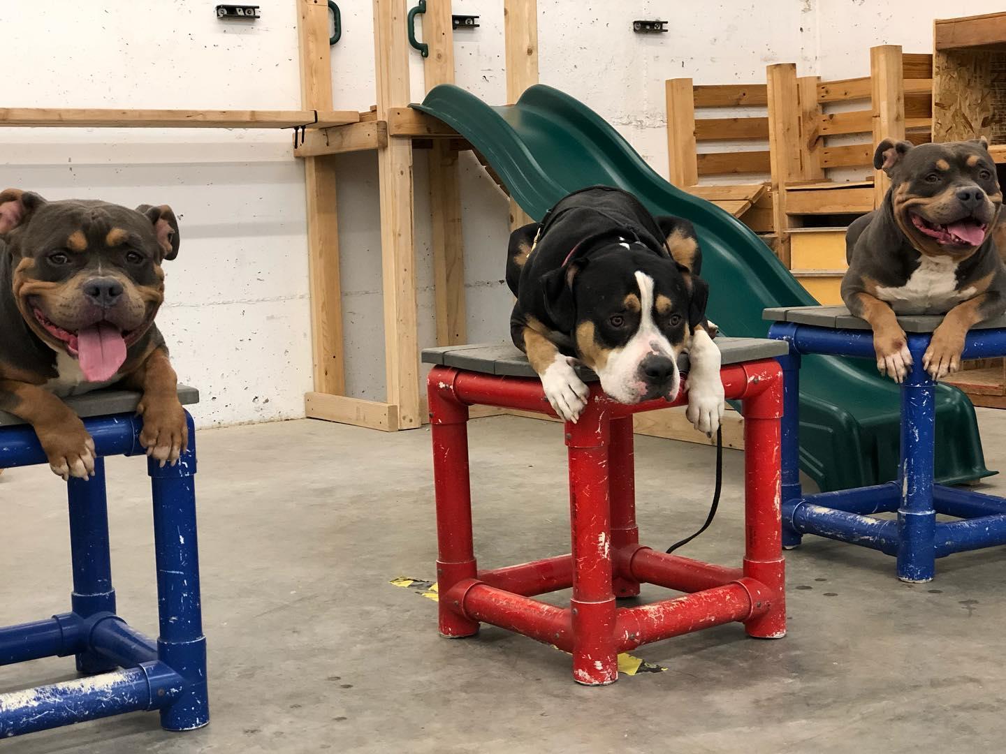 5 Best Dog Training Services In Louisville, Kentucky