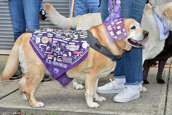 Pet Friendly Annual Bark For Life of Central NJ