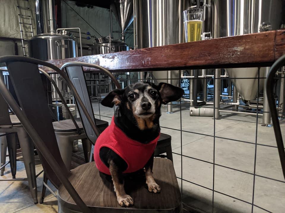 saluda river dog supply