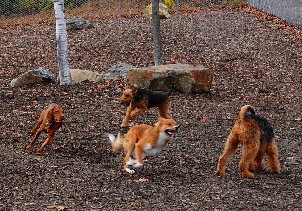 Pet Friendly Lezama Family Happy Tails Dog Park