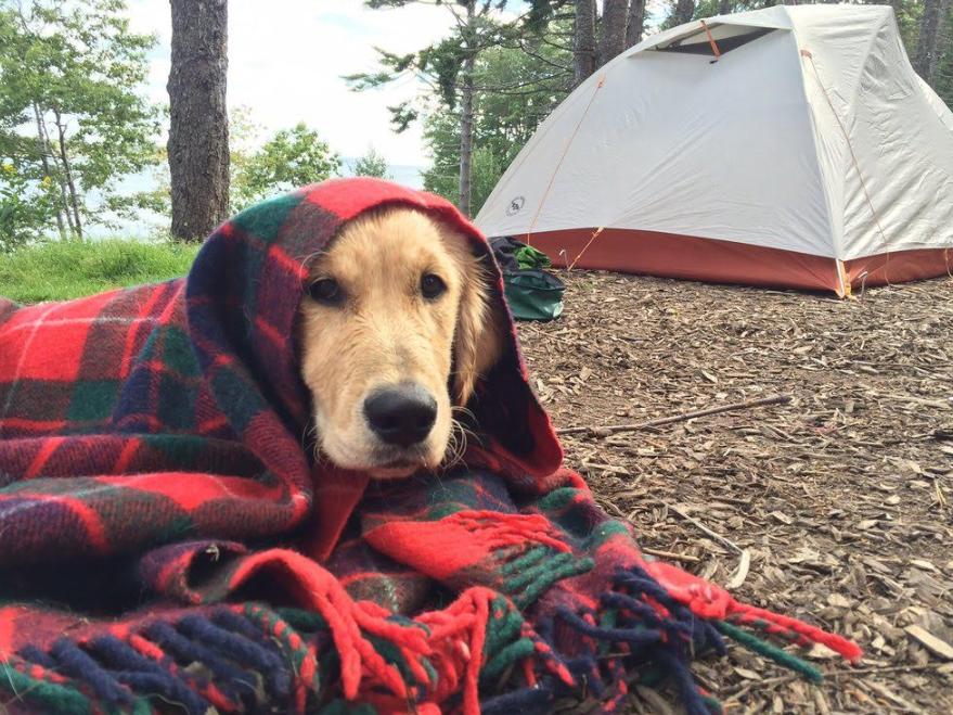 are dogs allowed in maine state parks