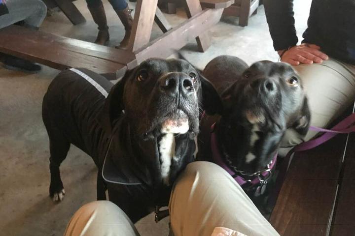 Pet Friendly Blue Ghost Brewing Company