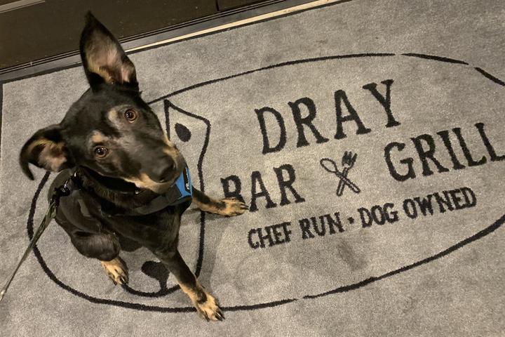 Pet Friendly DRAY: Bar + Grill