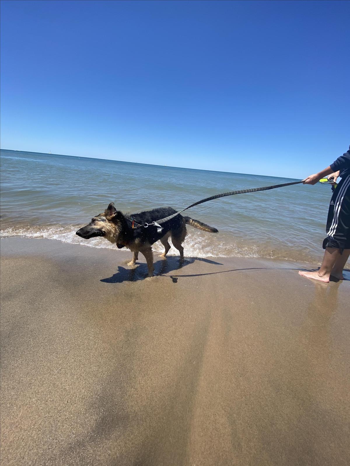 are dogs allowed at saugatuck dunes state park