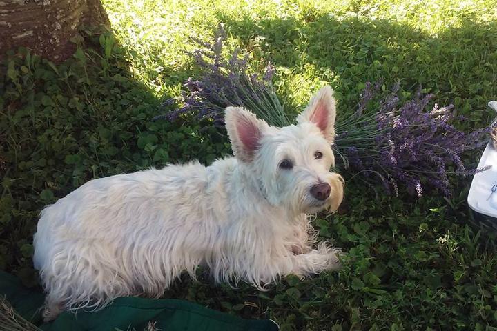 Pet Friendly Frogholler Lavender Farm