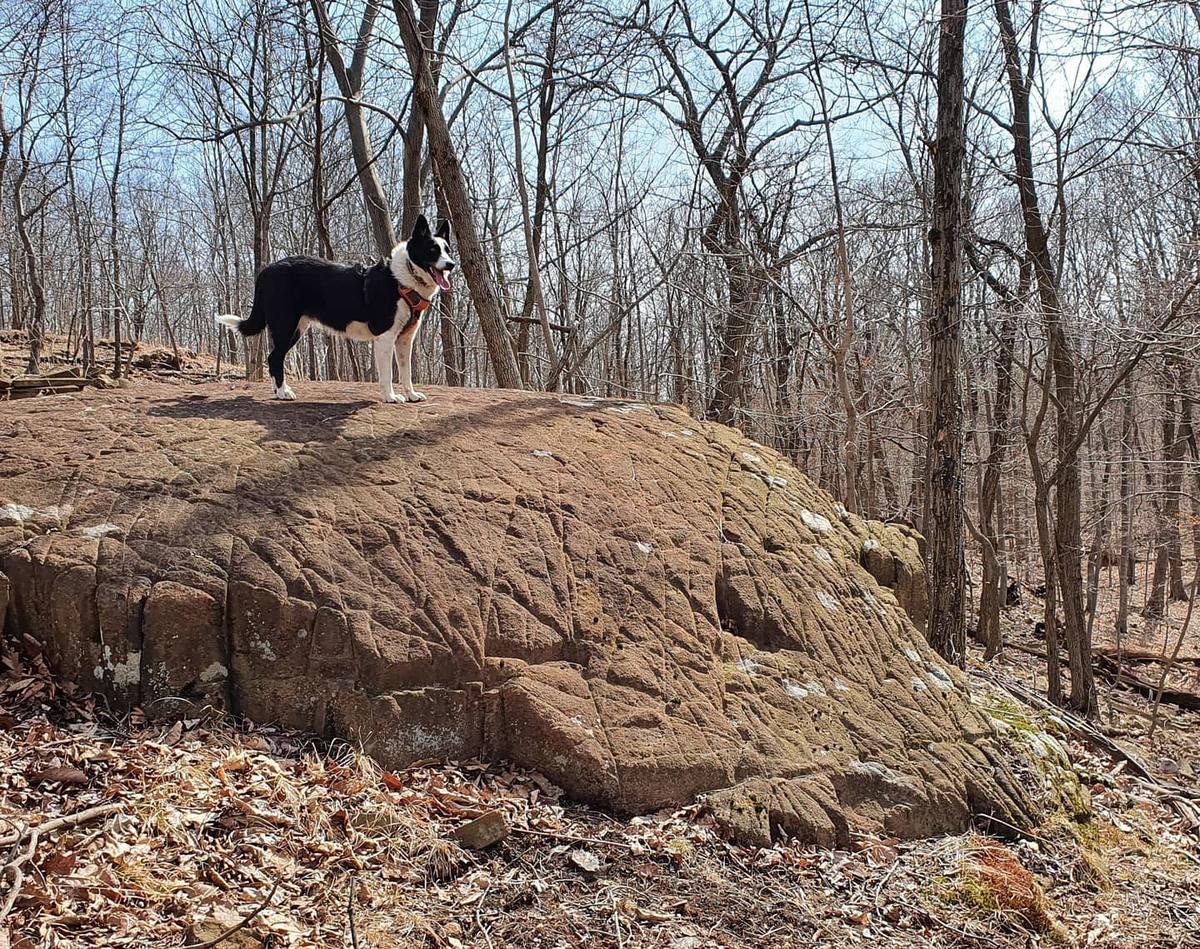 Dog Friendly Hiking Trails in Long Island City NY BringFido