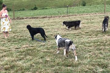 Dog Friendly Activities In Palmyra Va Bringfido