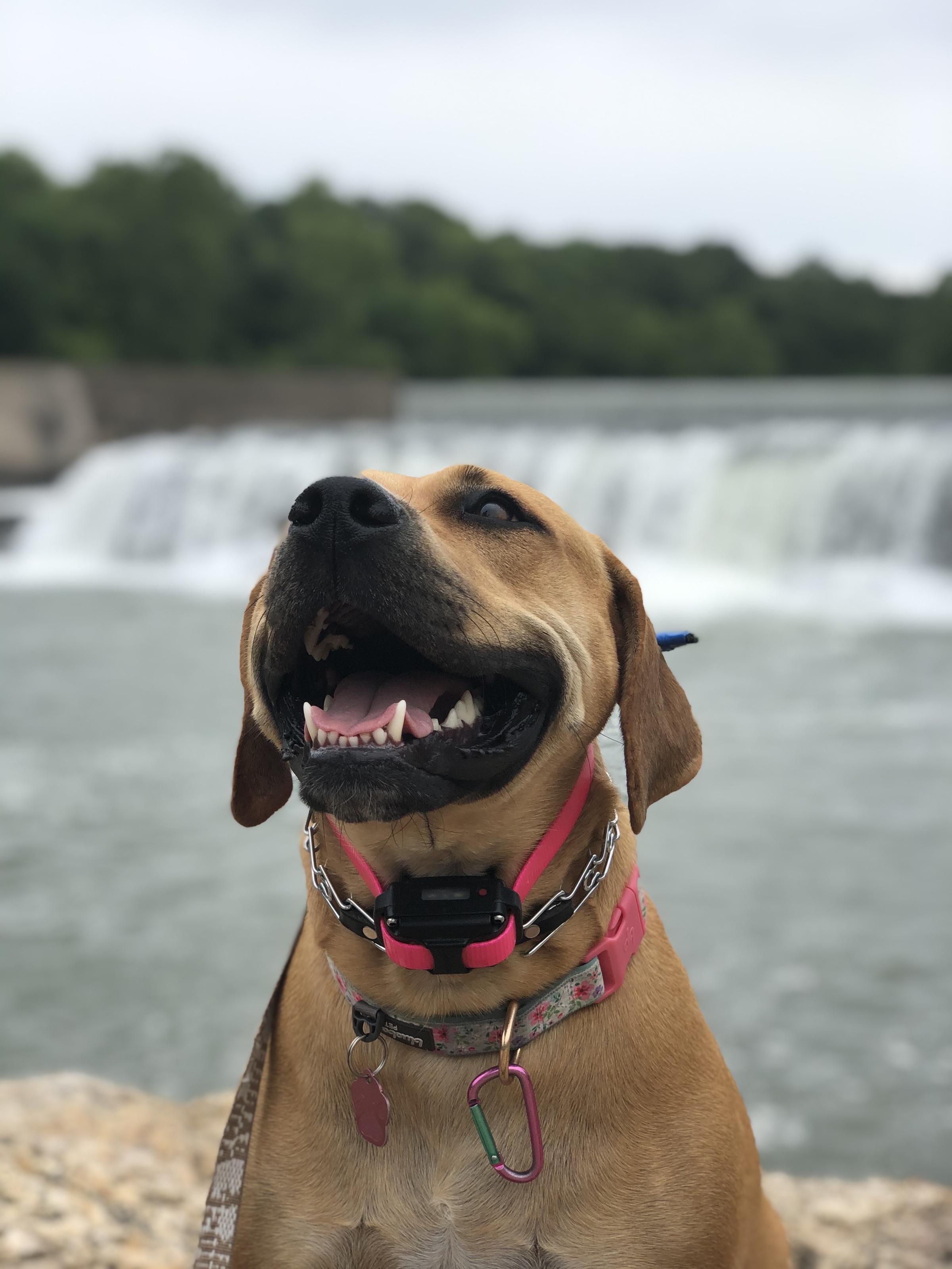 Pet Friendly Grand Falls