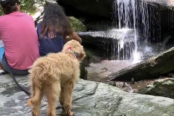 Pet Friendly Catawba Falls Trail