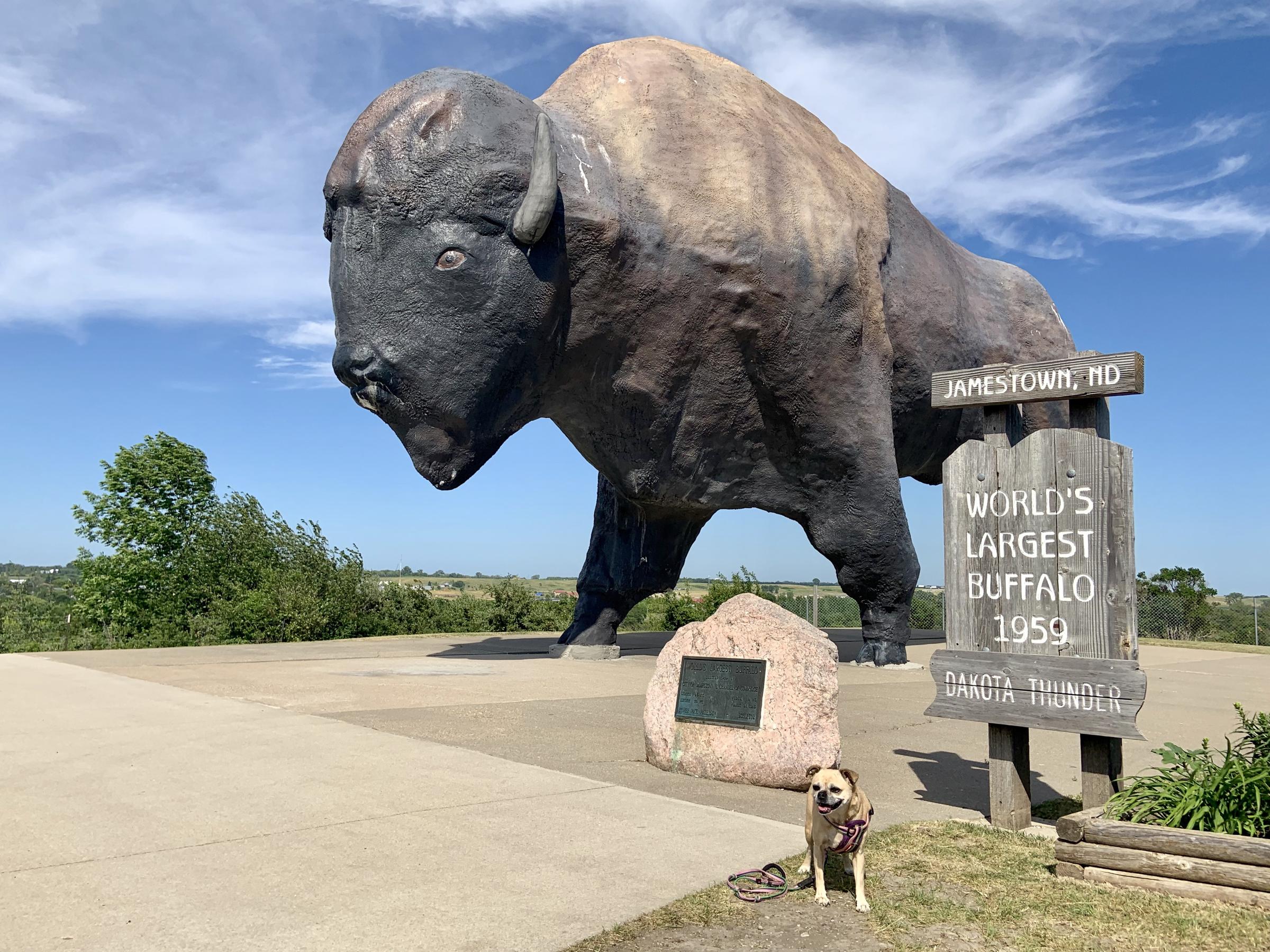 Pet Friendly Dakota Thunder the World's Largest Buffalo