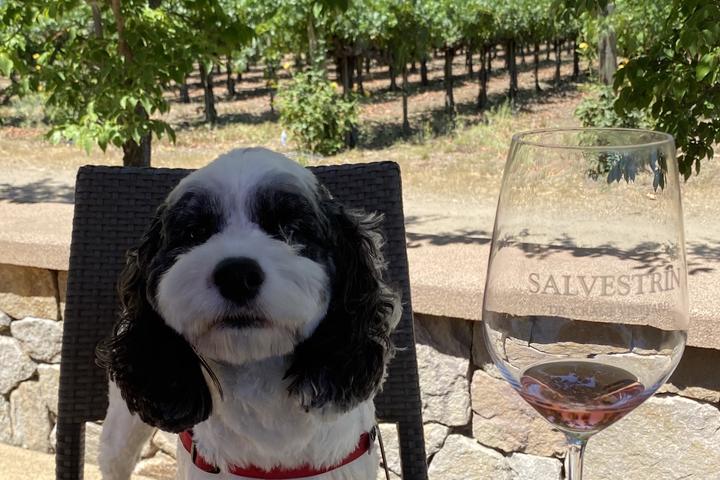 Pet Friendly Salvestrin Winery