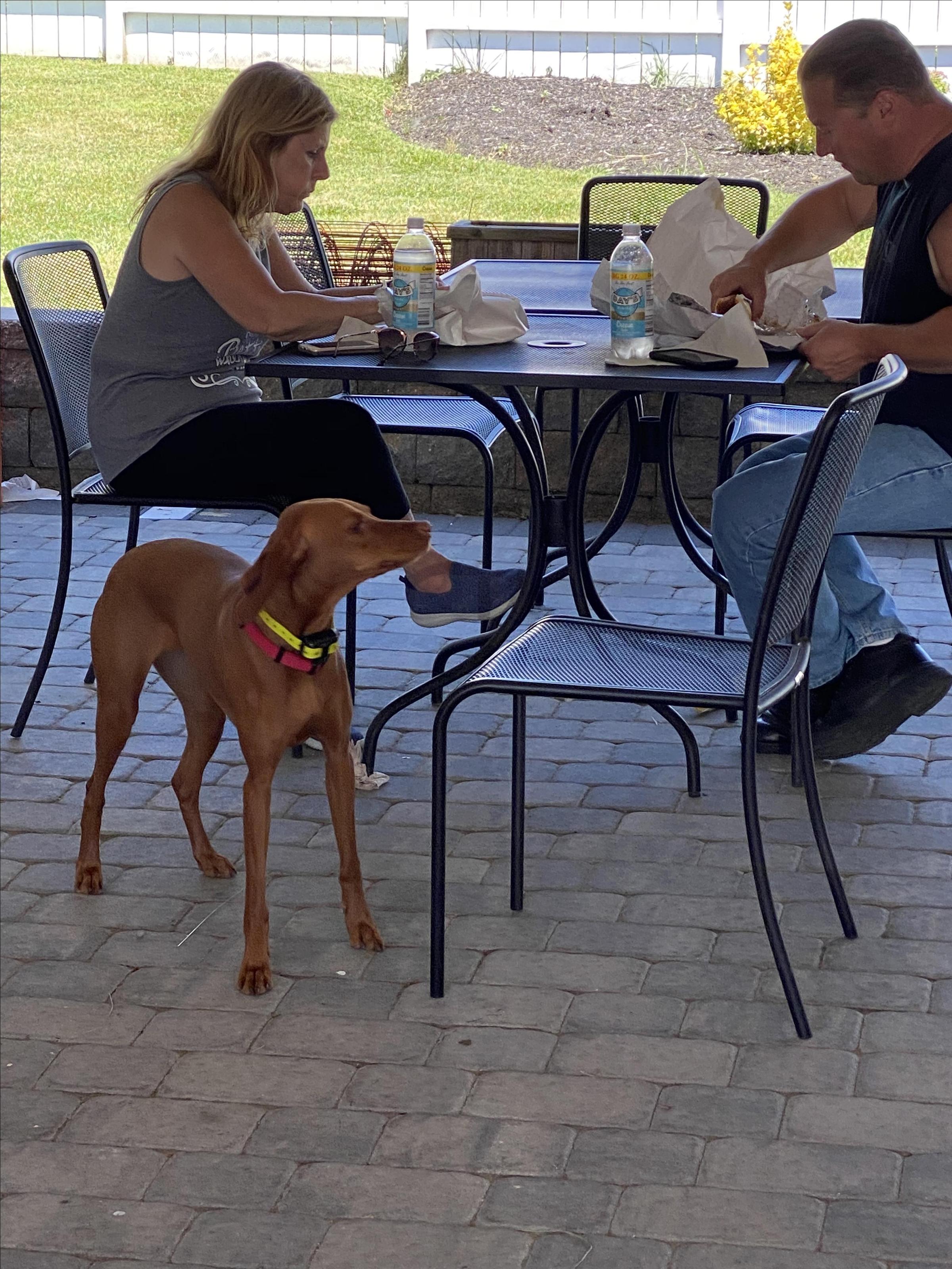 Pet Friendly Jay's Steak and Hoagie Joint