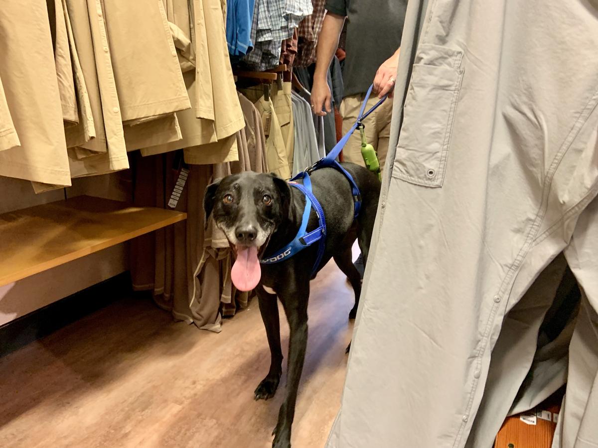 duluth trading dog hammock