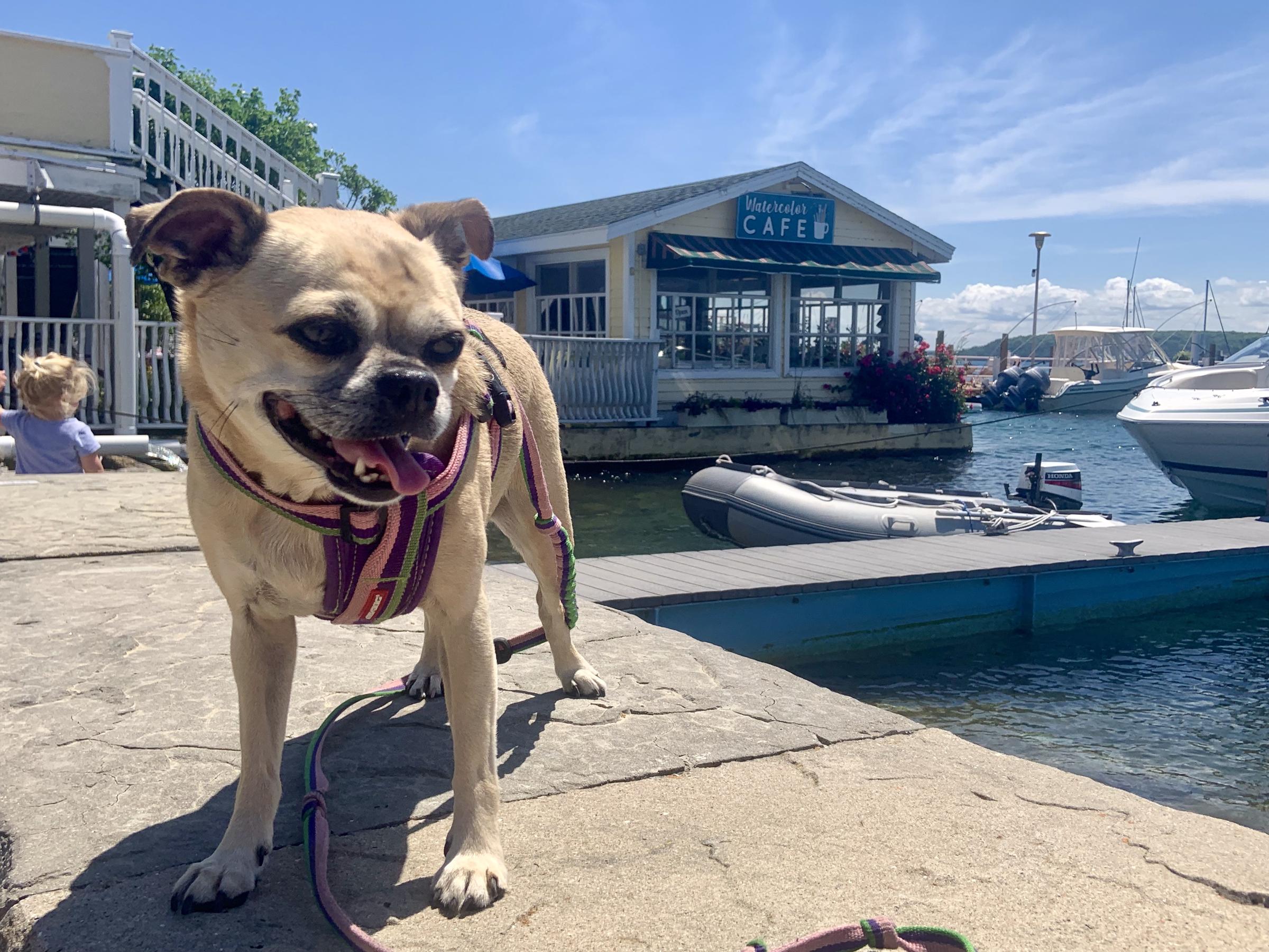 are dogs allowed on mackinac island michigan