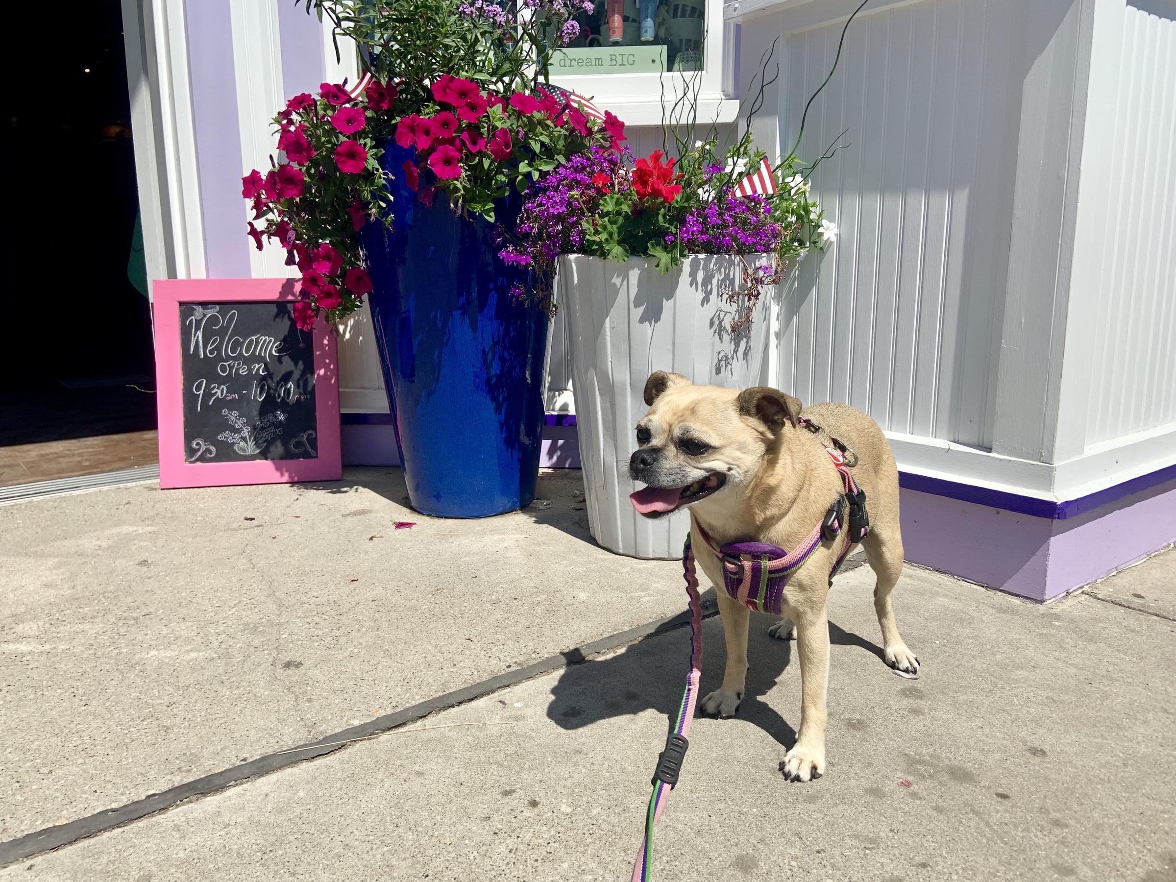 Prevail kapsel beruset Dog Friendly Shopping in Michigan - BringFido