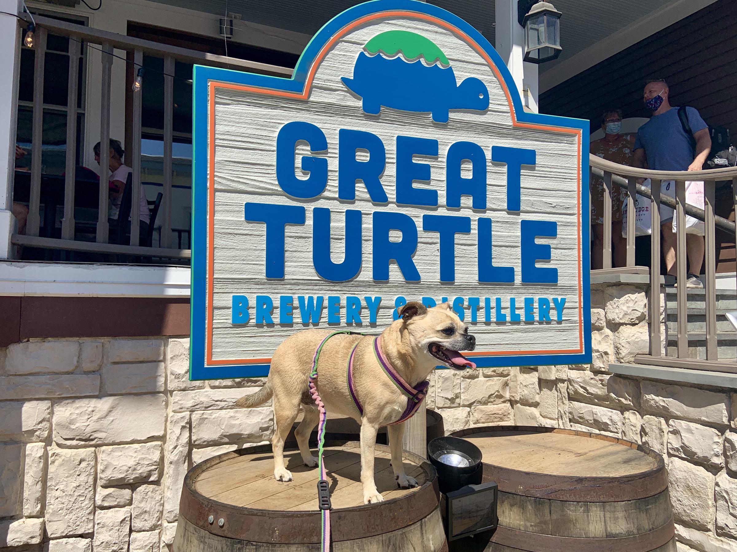 Pet Friendly Great Turtle Brewery & Distillery