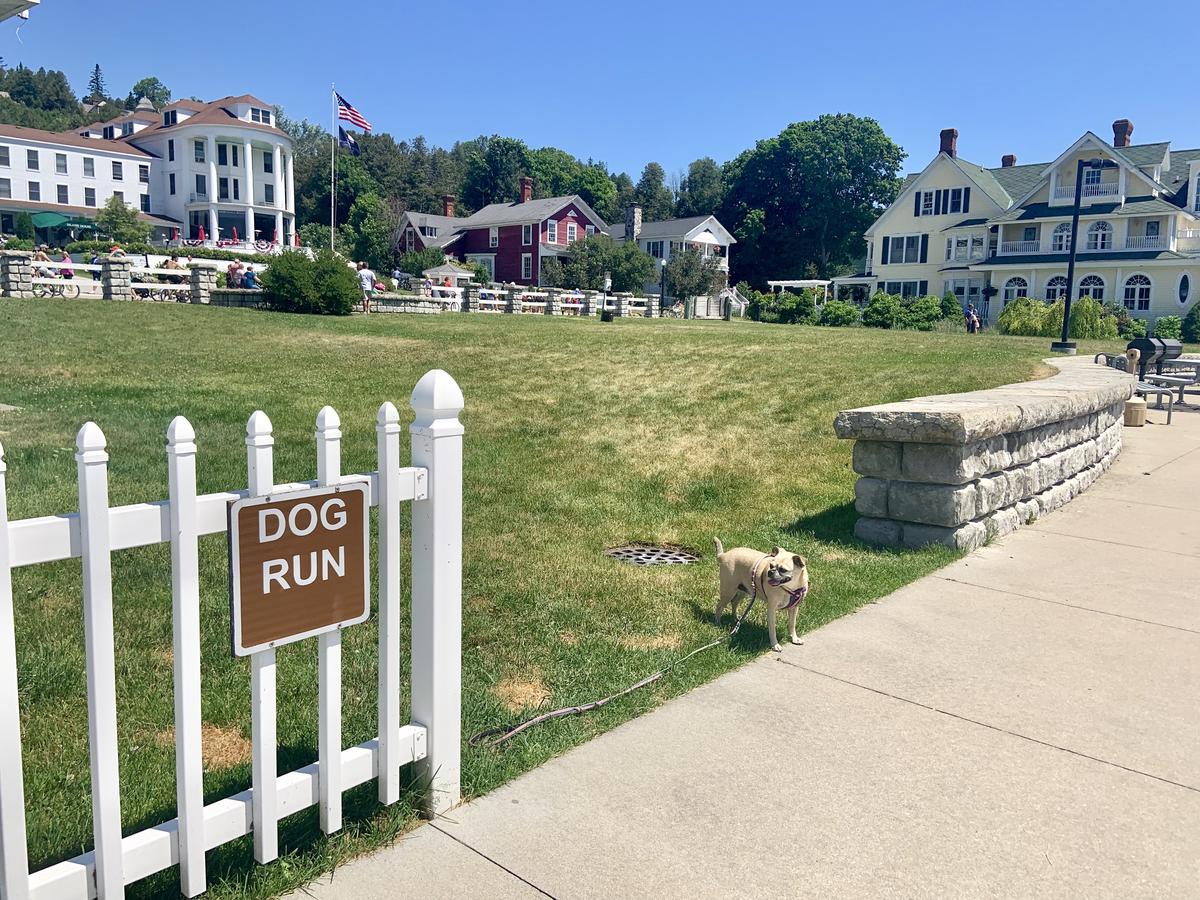Mackinac Island Dog Friendly