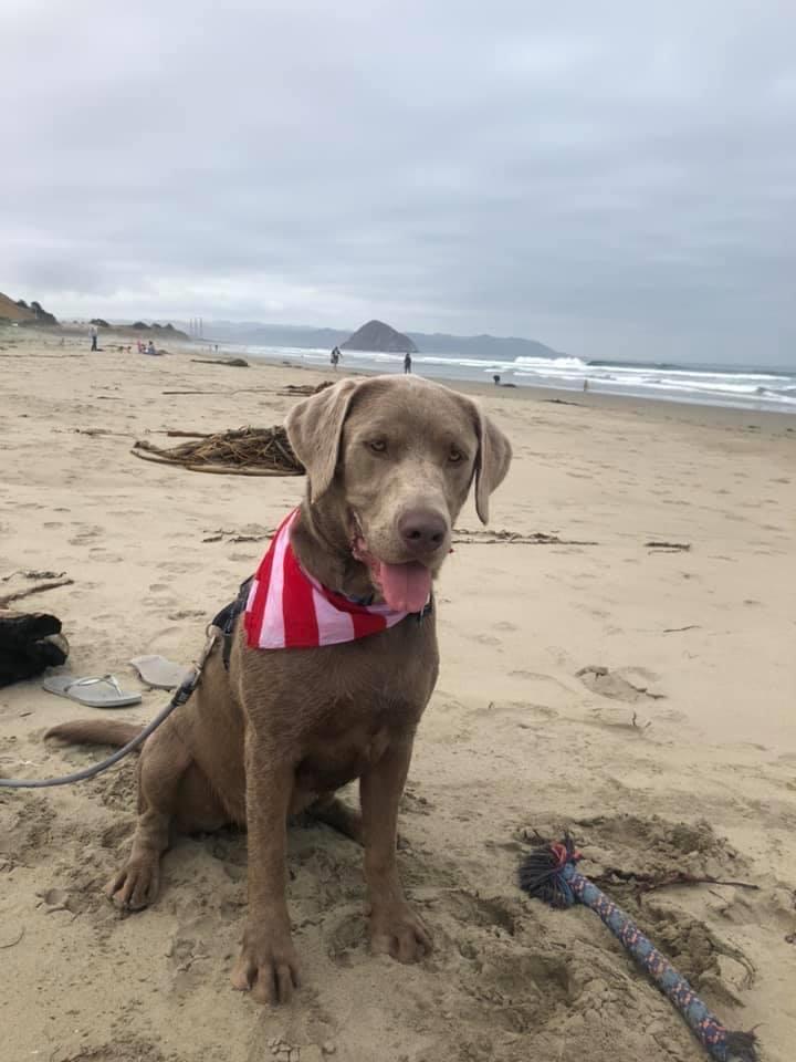 Dog-Friendly Beaches in Pismo Beach: A Comprehensive Guide