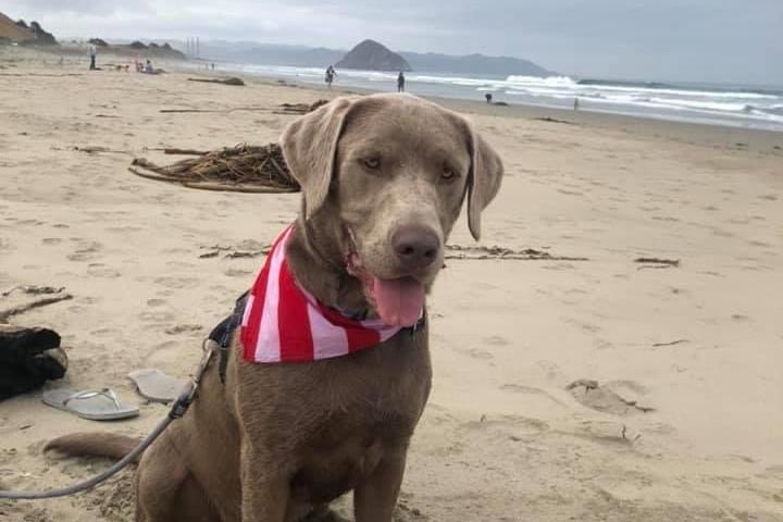 Pet Friendly Morro Bay Dog Beach