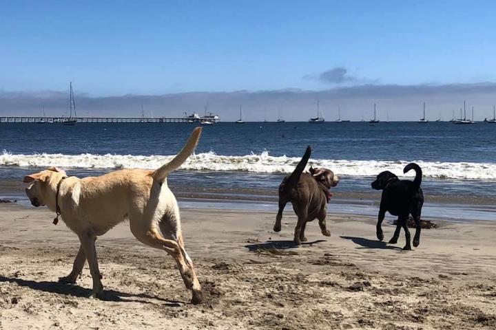 46+ Pismo Beach Camping Dog Friendly