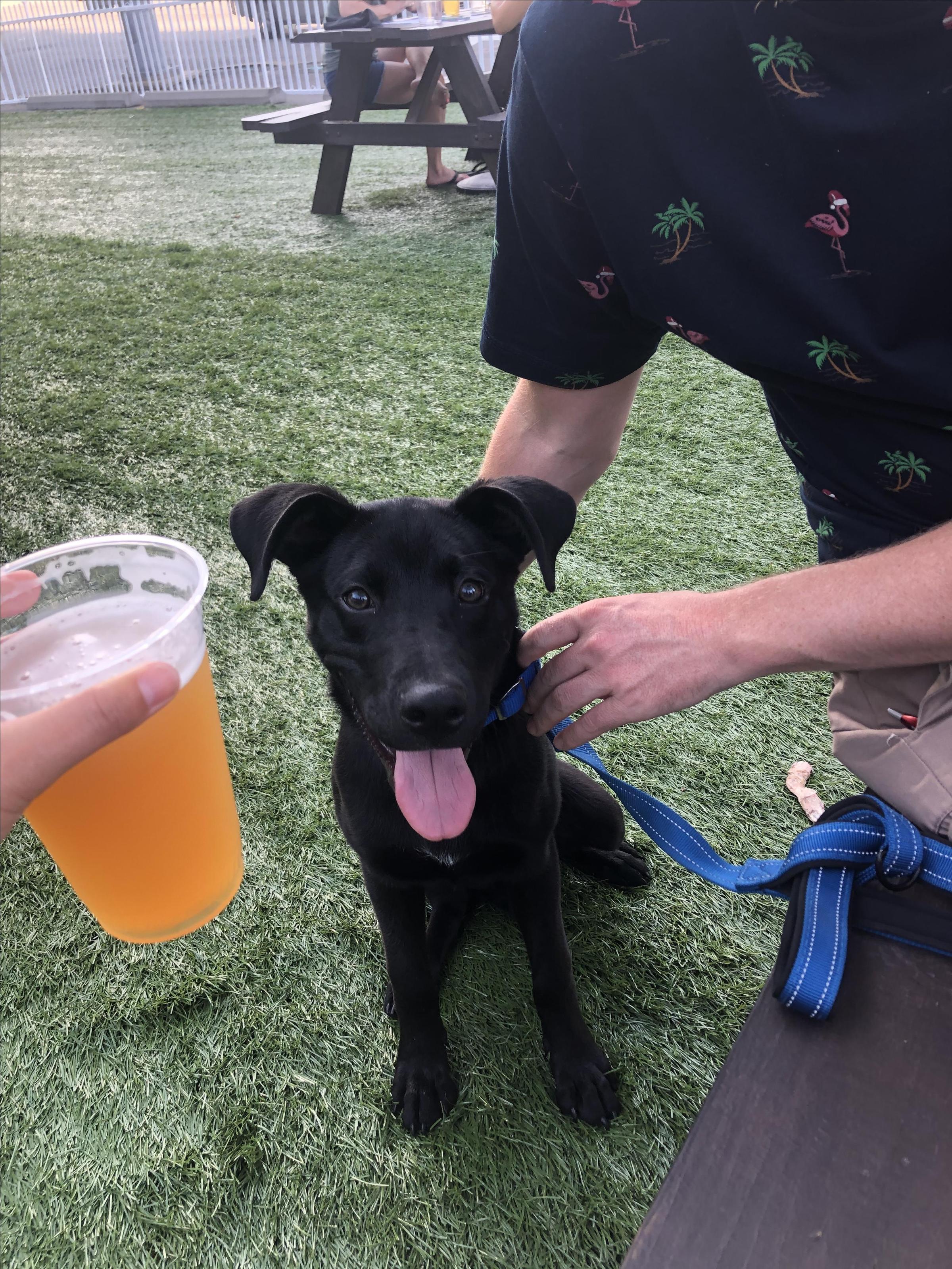 Pet Friendly Mindful Brewing Company