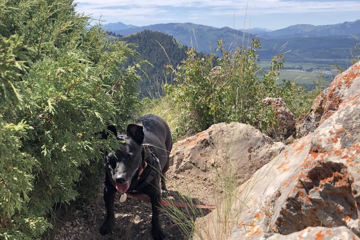 Pet Friendly Josie’s Ridge Trail