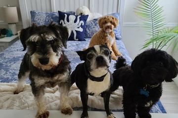 Directory Of Doggie Daycare Boarding In Jupiter Fl Bringfido