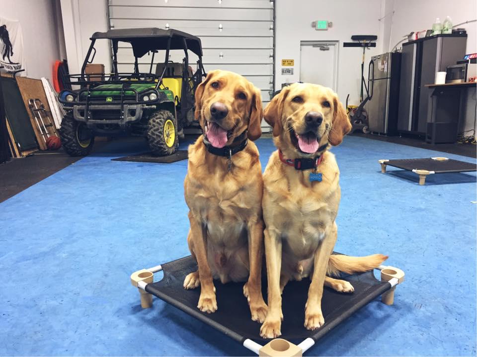 off leash k9 training yorktown