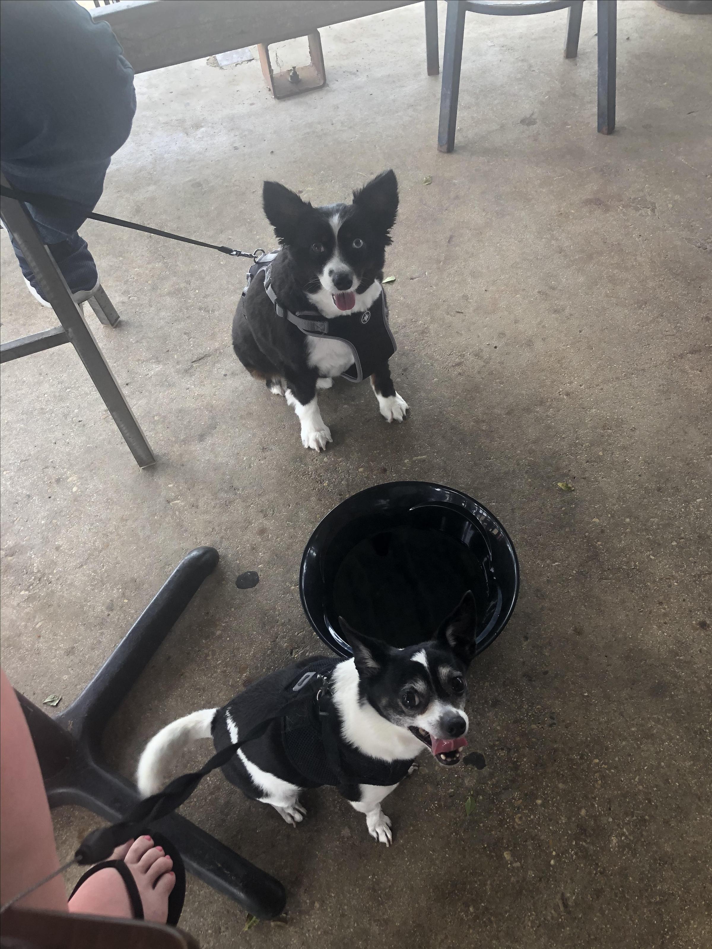 Pet Friendly The Office Bar & Grill