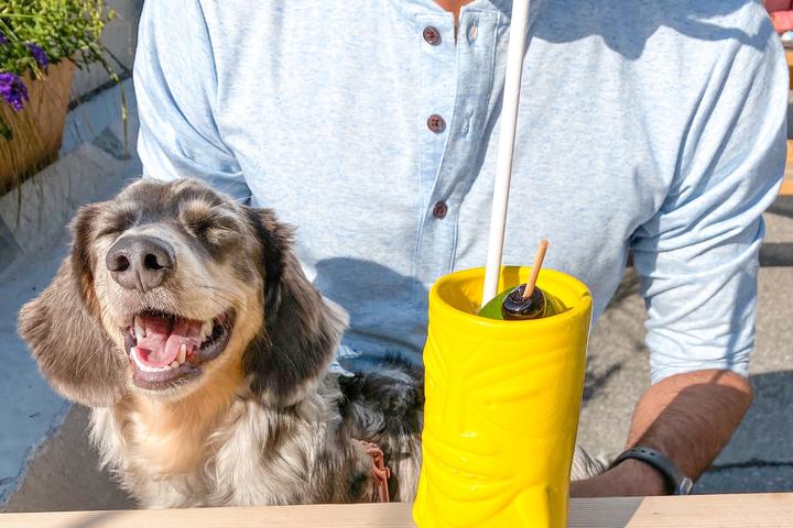 Pet Friendly Eventide Oyster Co.