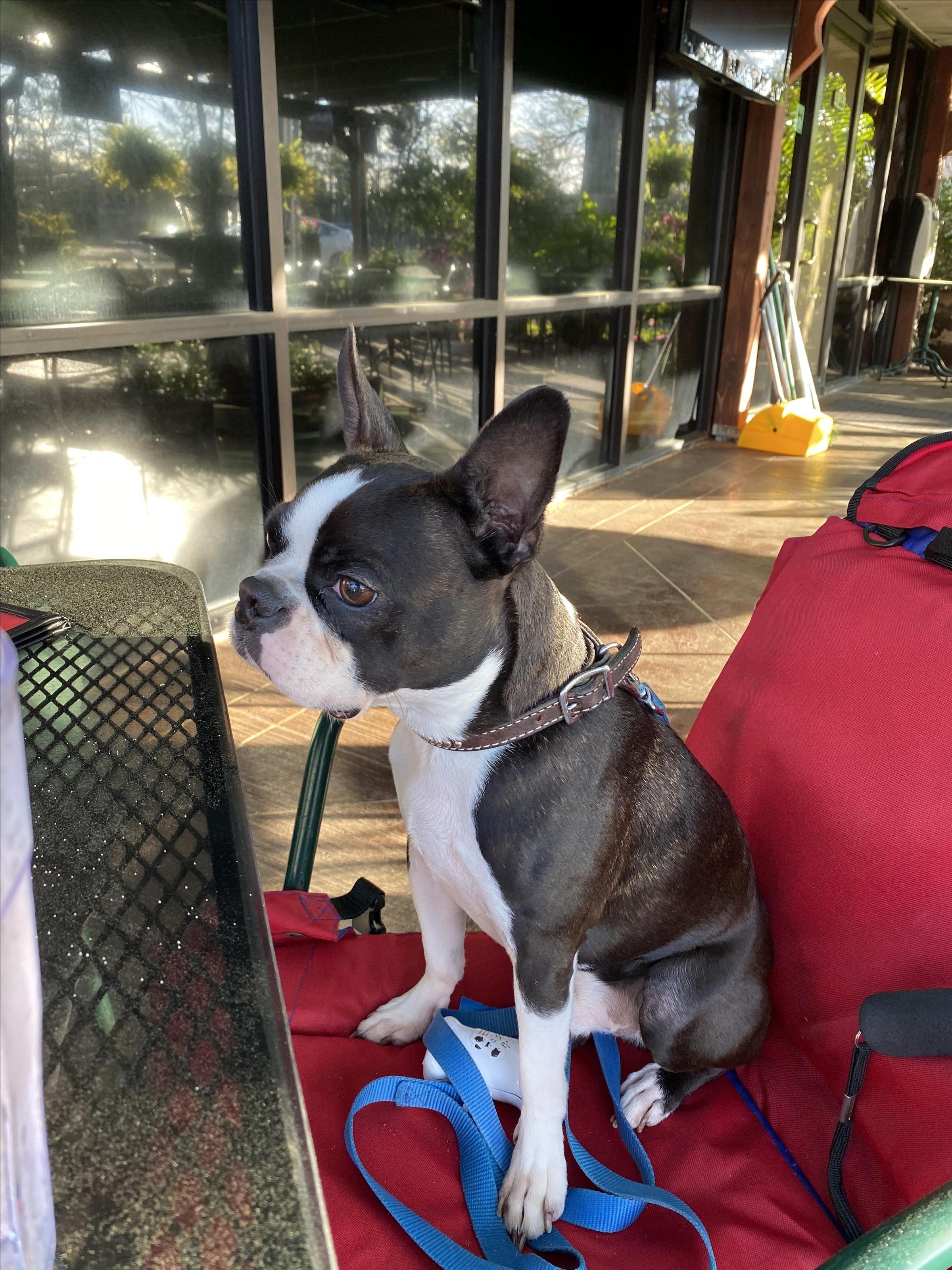 Pet Friendly George's Mexican Restaurant