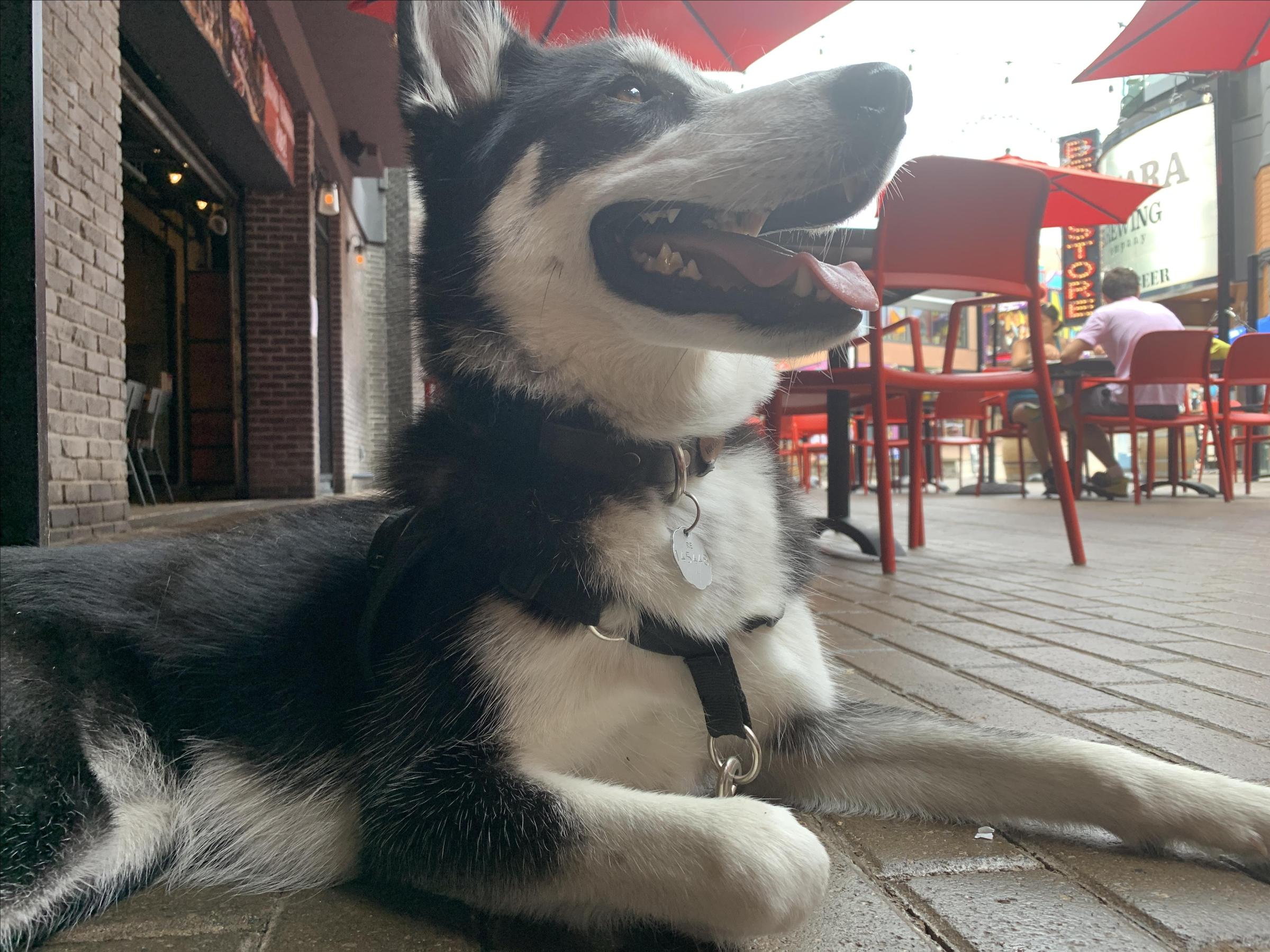 Dog Friendly Restaurants in Niagara Falls, ON - BringFido