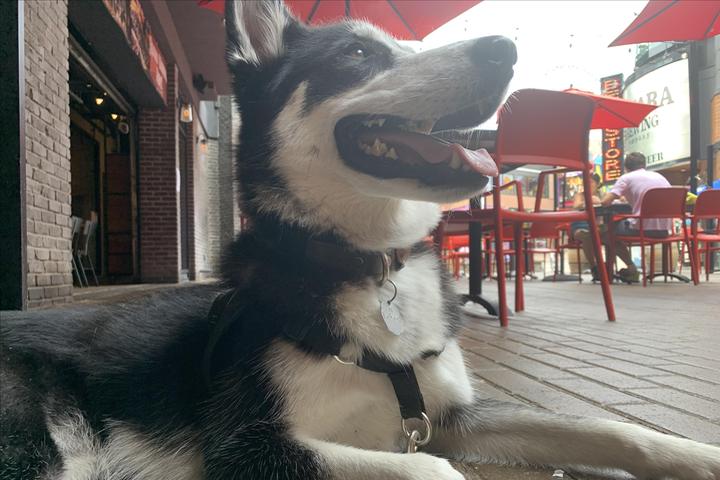 Dog Friendly Restaurants in Niagara Falls, ON - BringFido