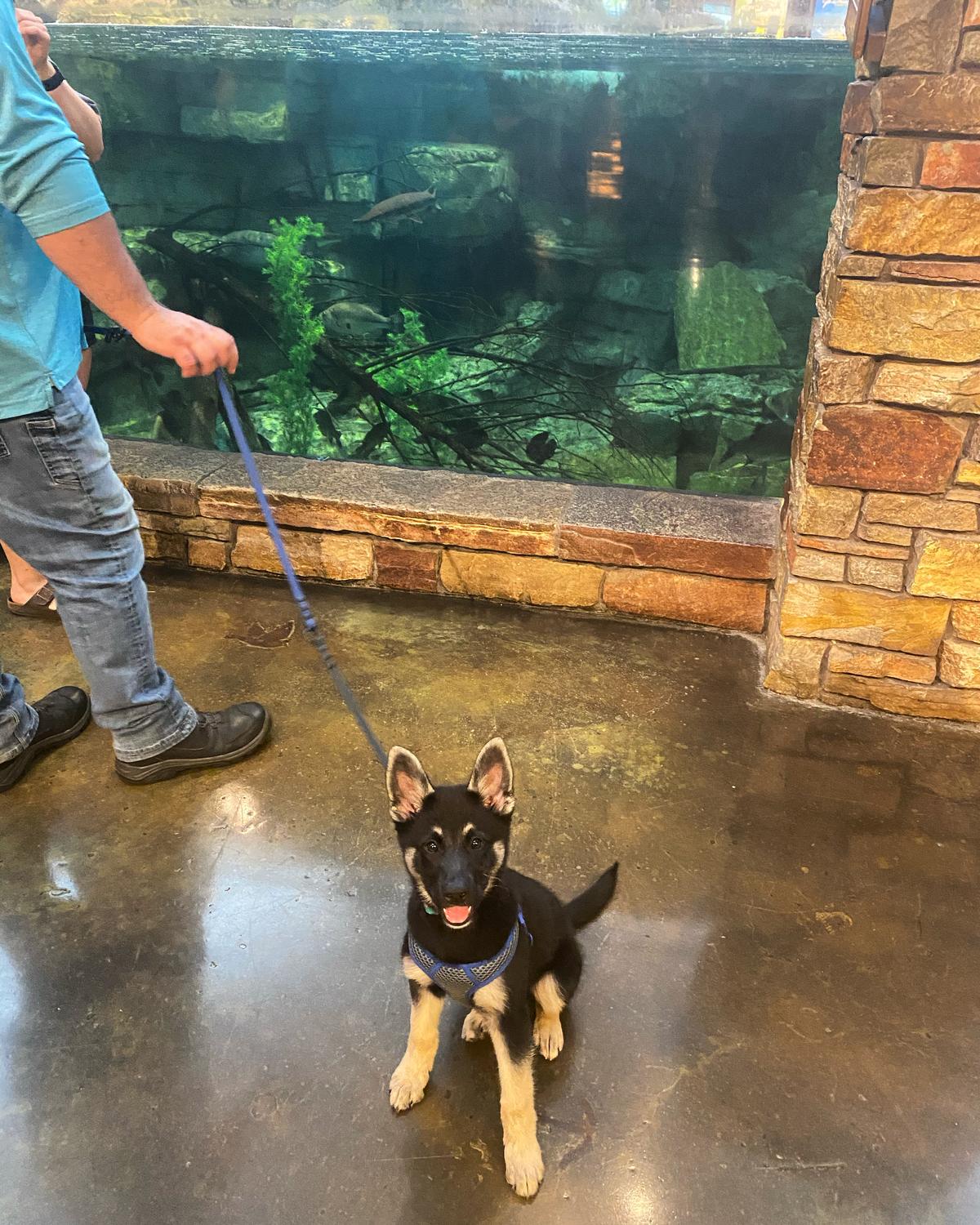 are dogs allowed at bass pro