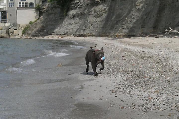 Pet Friendly Columbia Beach