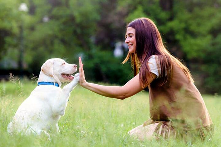 Pet Friendly Canine Path Private Dog Training