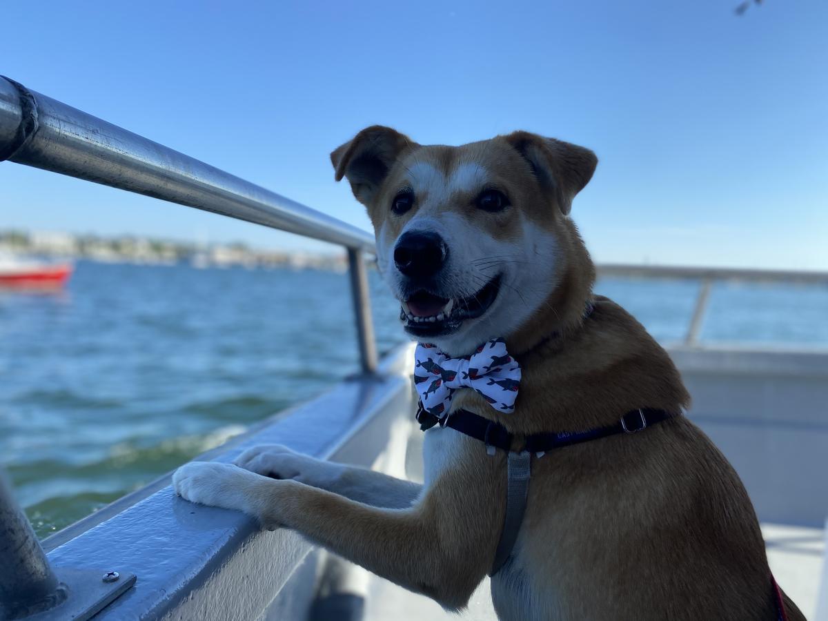 pet friendly shopping near me