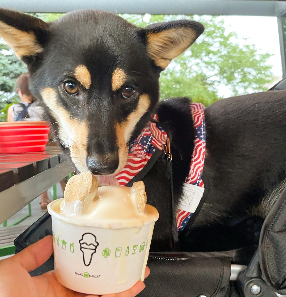 Shake shack dog clearance toys