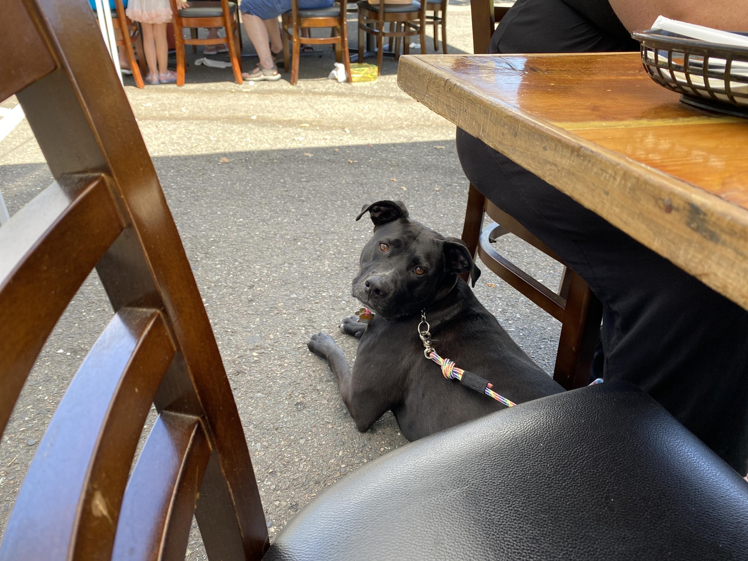 El Dorado Saloon & Grill Pet Policy