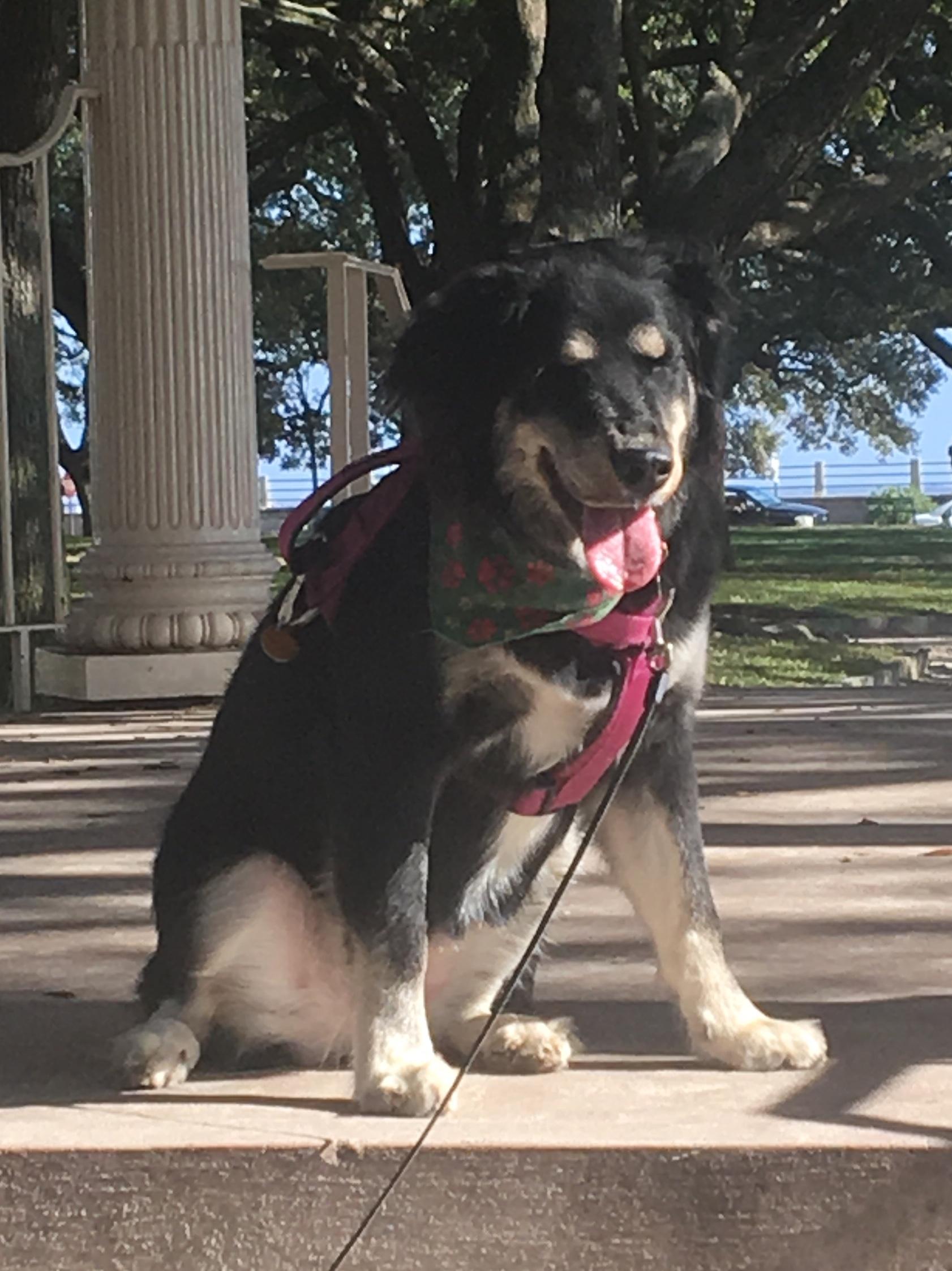 are dogs allowed at edisto state park