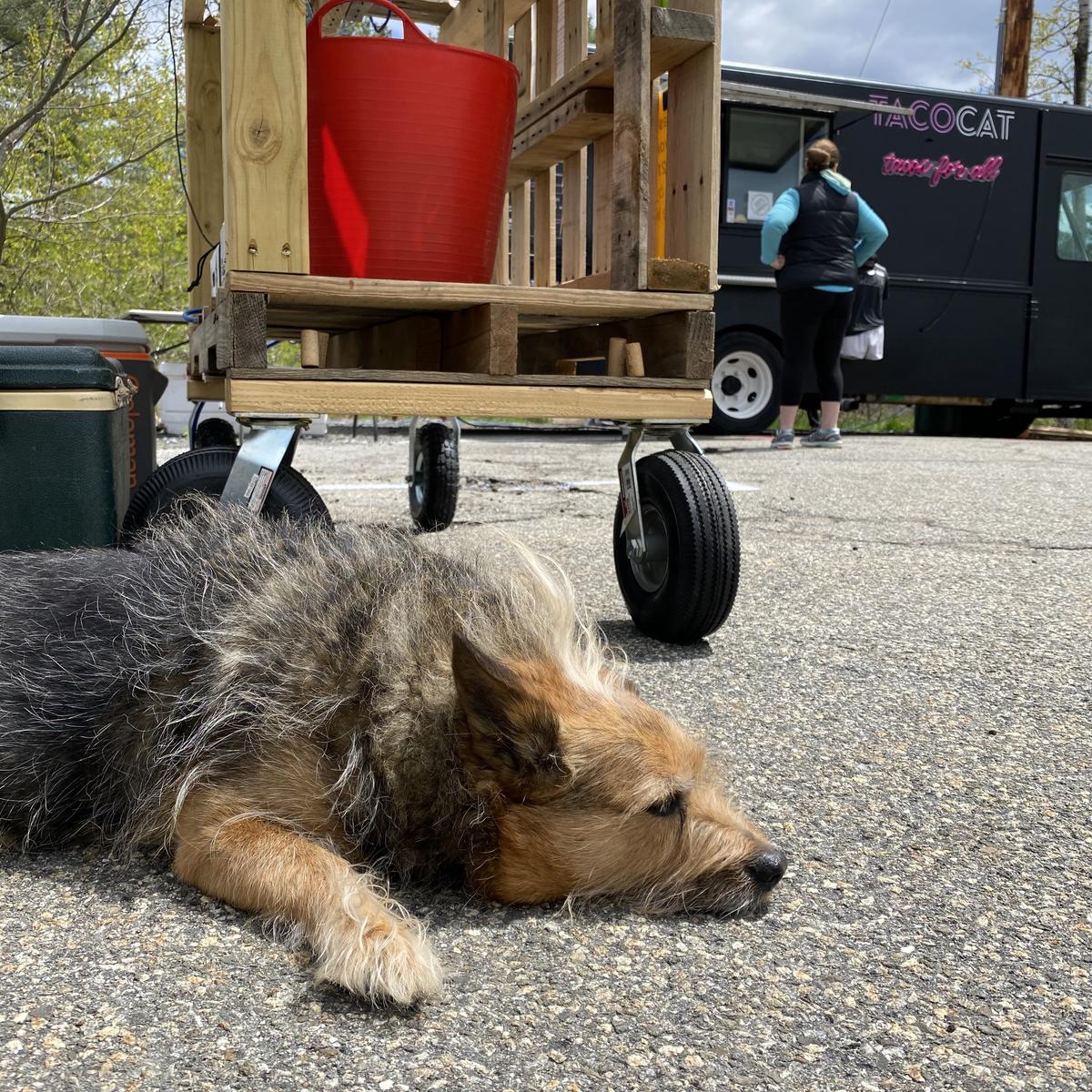 Kittery Food Truck Pod Is Pet Friendly