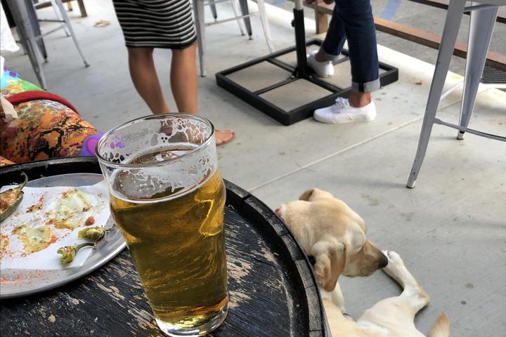 Pet Friendly Laguna Beach Beer Company